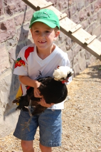Y'a des poules