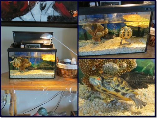 Tortue