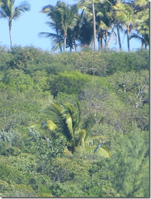 Musha et Rudder Cay (34)