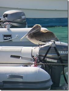 BVI (78)