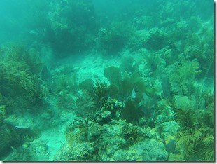 BVI-Indian (16)