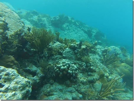 BVI-Indian (3)