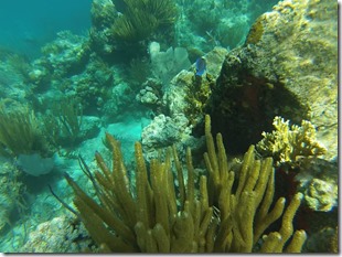 BVI-Indian (6)