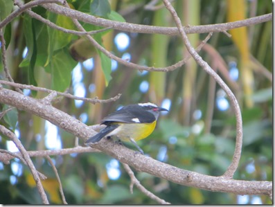 Culebra (178)
