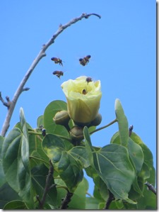 Culebra (179)