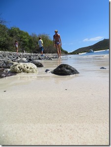 Culebra (303)