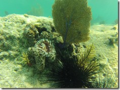 USVI (17)