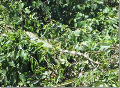 Vieques (106)