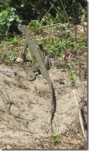 Vieques (107)