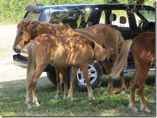 Vieques (23)