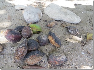Vieques (33)
