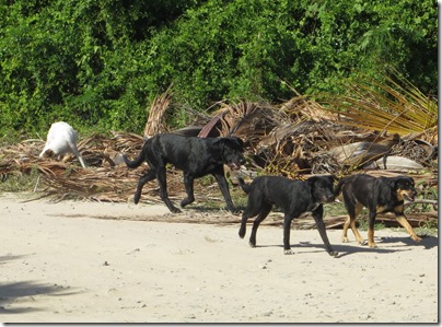 Vieques (44)