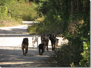 Vieques (45)