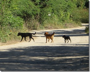 Vieques (46)