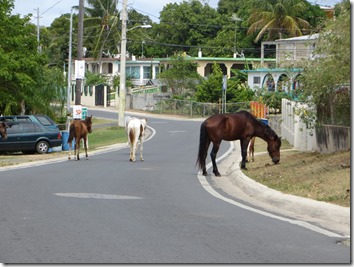 Vieques (81)