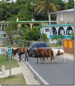 Vieques (82)