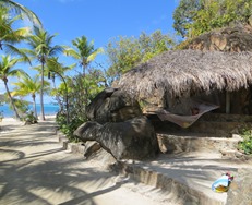 BVI (288)