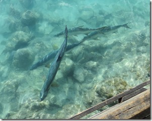 BVI (307)