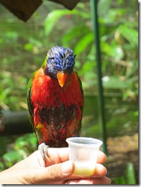Guadeloupe (137)