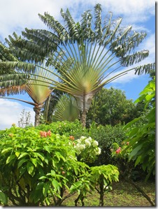 Guadeloupe (142)