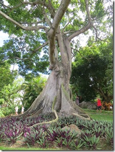 Guadeloupe (149)