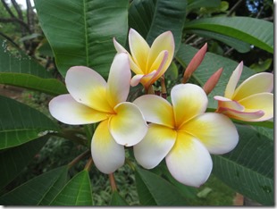 Guadeloupe (177)
