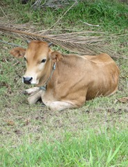Guadeloupe (77)