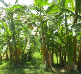 Guateloupe (102)
