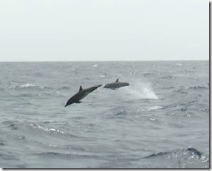 Dauphins1