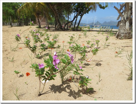 Mayreau (26)