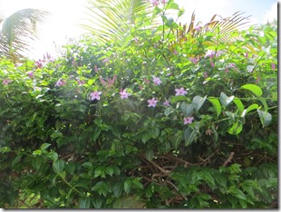 Mayreau (31)