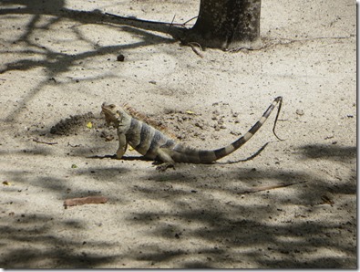 Tobago Cays (37)