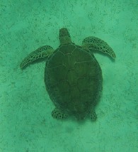 tortue (11)