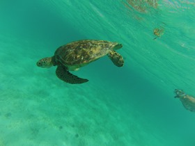tortue (17)