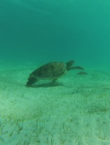 tortue (26)
