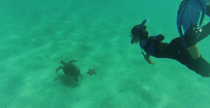 tortue (27)