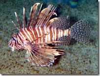 Poisson lion (3)