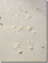 Sandy Island (77)