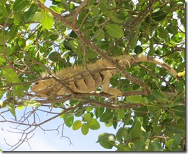 Tobago Petit Bateau (17)