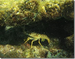 langouste2