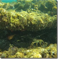 langouste