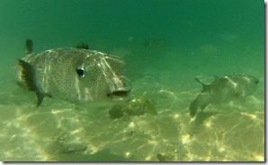 poisson-ballon