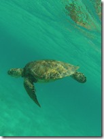 tortue (13)