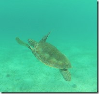 tortue (3)