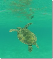 tortue (6)