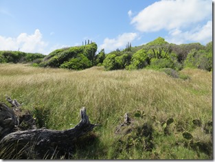 Grande Anse des Salines (59)