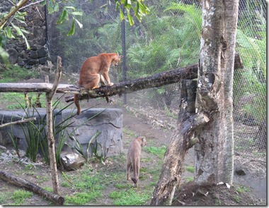 Jardin du Carbet (29)