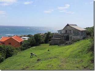 Petite Martinique (14)