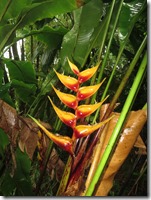 Soufriere volcan (15)