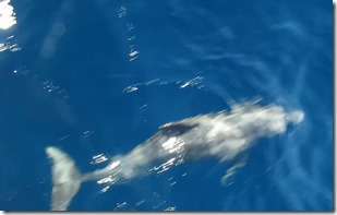 Dauphins1